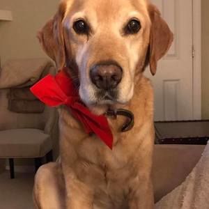 Meet your Posher, Caroline